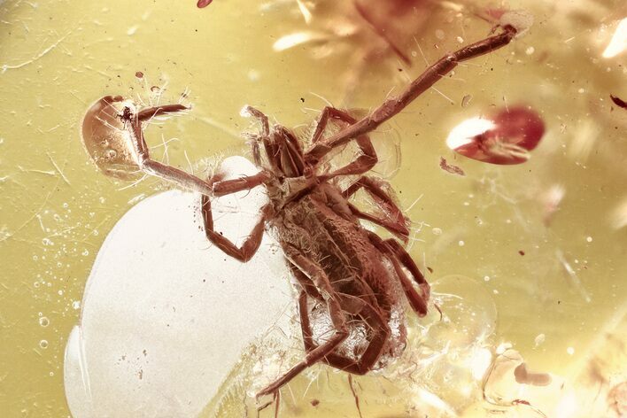 Detailed Fossil Mite (Acari) Fossil in Baltic Amber - Rare Genus #372497